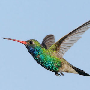 Bird Game Option - Hummingbird