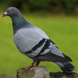 Bird Game Option - Pigeon
