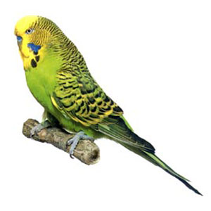 Pet Animal Game Option - budgerigar