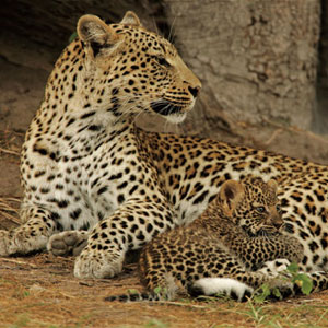 Wild Animal Game Option - leopard