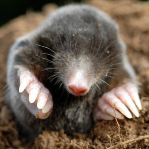 Wild Animal Game Option - mole