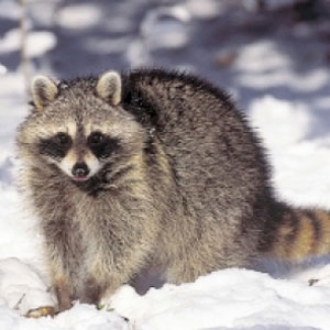 Wild Animal Game Option - raccoon